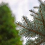 Tree Trimming Cedar Park: Protecting Homes from Storm Damage