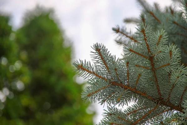 Tree Trimming Cedar Park: Protecting Homes from Storm Damage