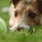 Transform Your Yard with Fake Grass for Dogs in Cleveland